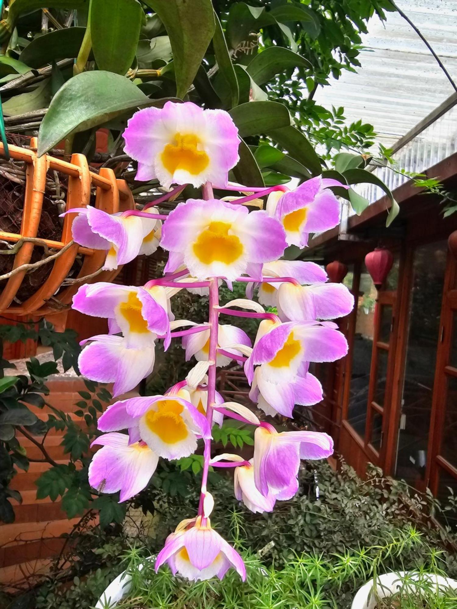Dang Khoa Garden Inn Homestay Шапа Экстерьер фото